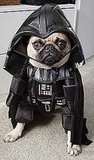 DOG COSTUMES